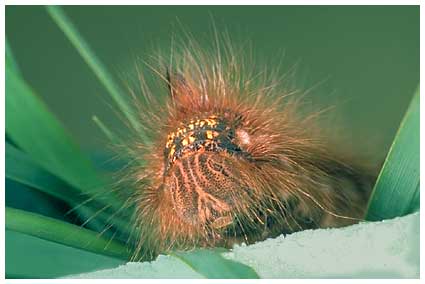 chenille  Euthrix potatoria