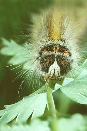 Lasiocampa trifolii