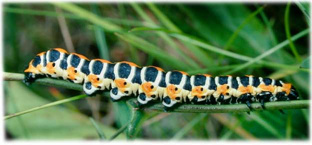 chenille Cucullia lactucae