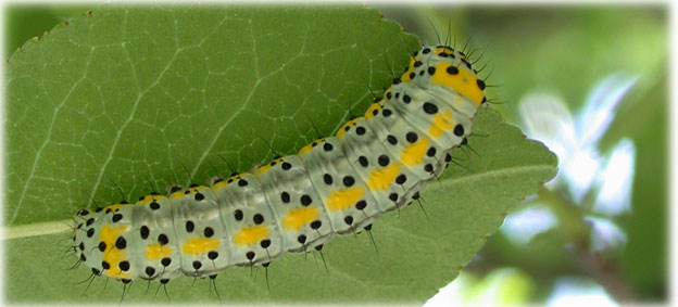 Chenille Diloba Caeruleocephala