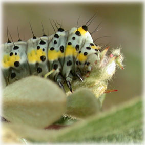 Chenille Diloba Caeruleocephala