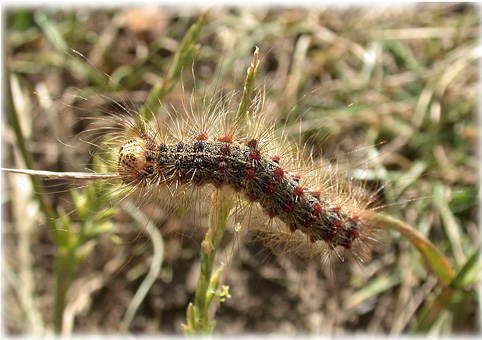 chenille Porthetria dispar