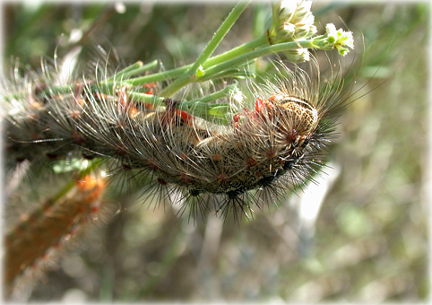 chenille Porthetria dispar