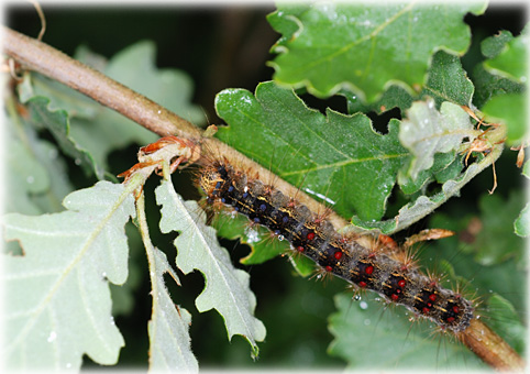 chenille Porthetria dispar