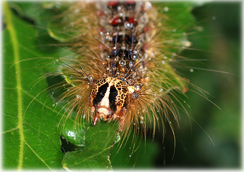 chenille lymantria dispar