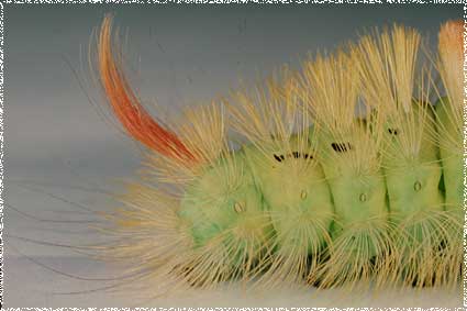 Chenille elkneria