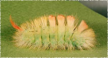 chenille Calliteara pudibunda