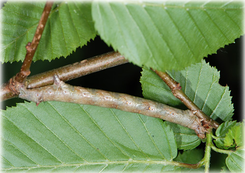 Chenille Ematurga atomaria