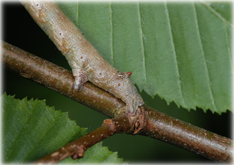 Chenille Ematurga atomaria