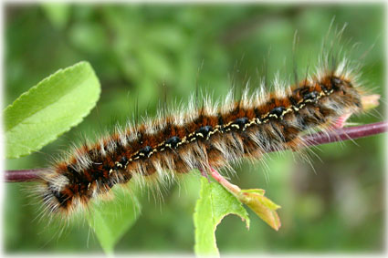 Eriogaster catax