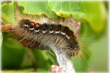 chenille Euproctis Chrysorrhoea