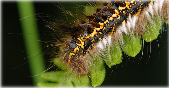 chenille-euthrix potatoria