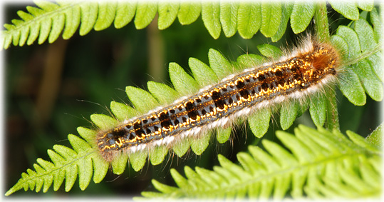chenille-euthrix potatoria