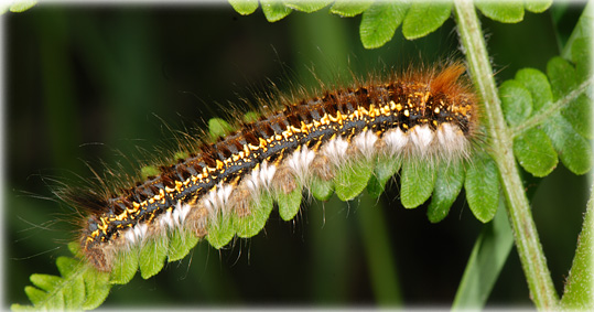 chenille-euthrix potatoria