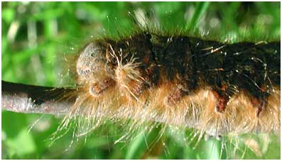 Chenille Gastropacha