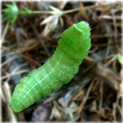 Chenille Iphiclides podalirius