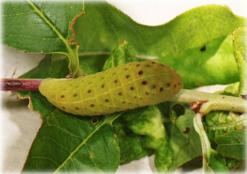 Chenille Iphiclides podalirius