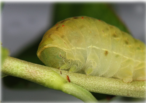 Chenille Iphiclides podalirius