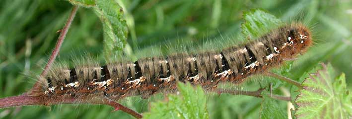 Lasiocampa quercus