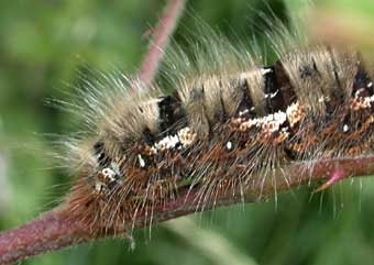 Lasiocampa quercus