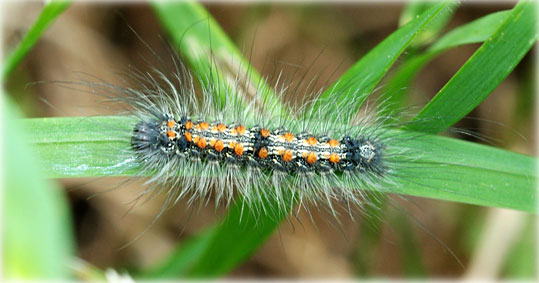 chenille Lithosia quadra