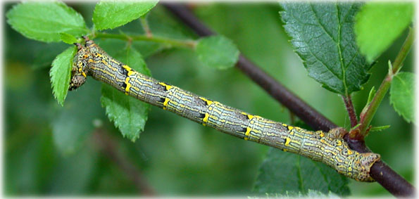 chenille Lycia hirtaria