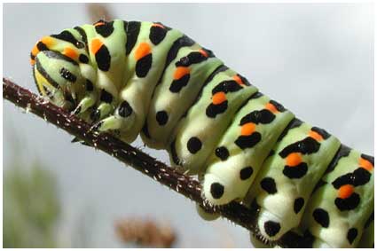 chenille Machaon