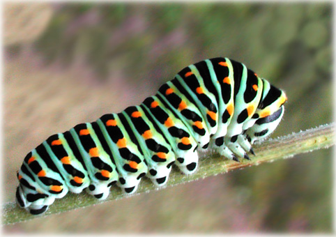 Chenille du Machaon