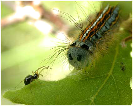 Malacosoma Neustria