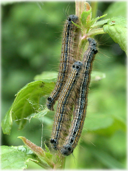 Chenille Malacosoma Neustria