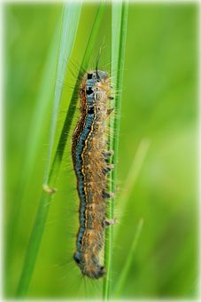 Malacosoma Neustria