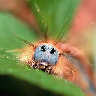 chenille Malacosoma Neustria