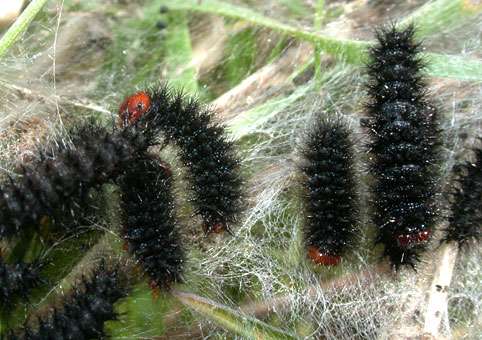 chenille melitaea cinxia