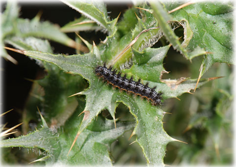 chenille Melitaea phoebe