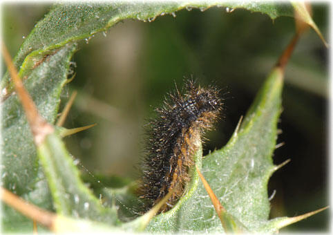 Melitaea phoebe