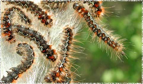 Eriogaster lanestris