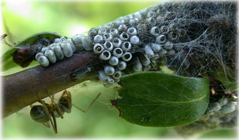 oeufs Eriogaster