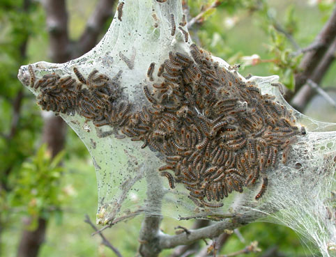 chenilles Euproctis 