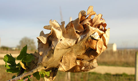 nid de chenilles