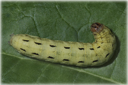 Noctua pronuba 