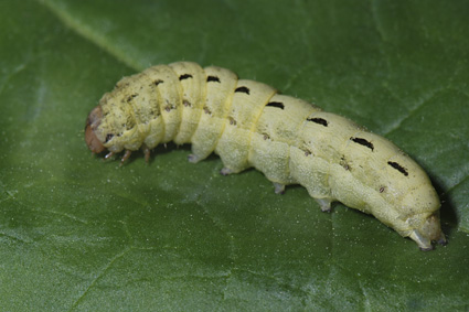 Noctua pronuba 