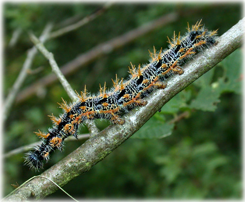 Chenille Nymphalis Polychloros