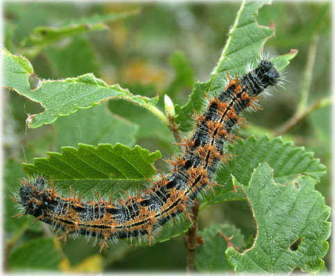 chenille Nymphalis polychloros