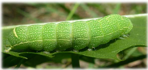 Chenille Orthosia