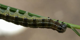 Chenille Orthosia cruda