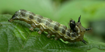 Chenille Orthosia cruda