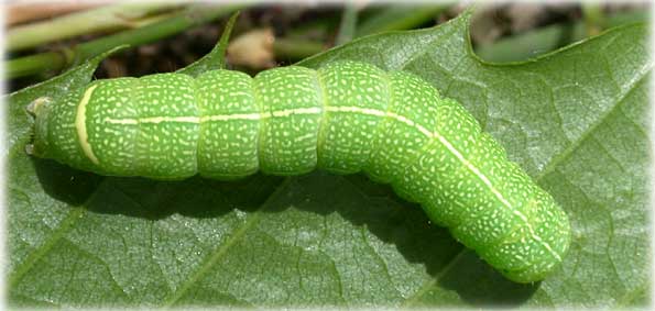 Chenille Orthosia