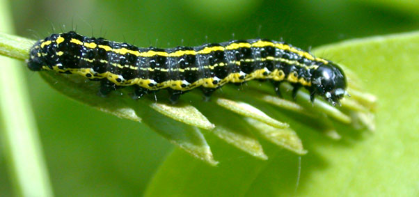 Chenille Orthosia miniosa