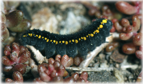 Chenille parnassius