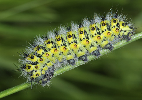 Chenille Pavonia pavonia